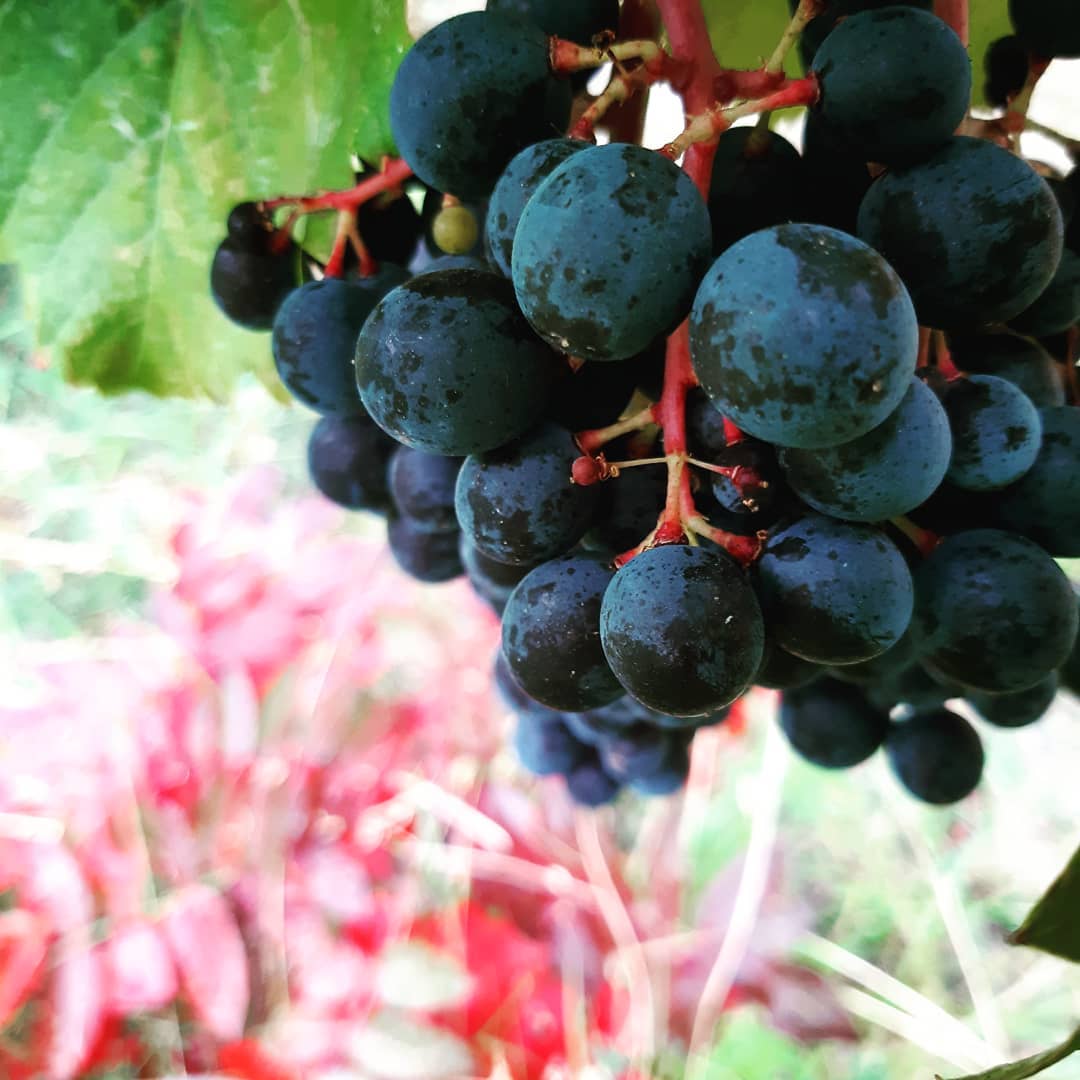 Debunking Myths: Non-Alcoholic Wine vs. Grape Juice